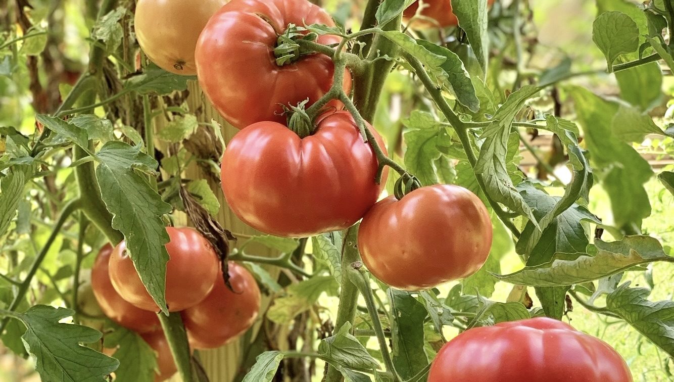 Homegrown Tomato Festival CLTure
